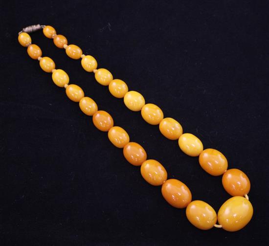A single strand graduated amber bead necklace, 15in.